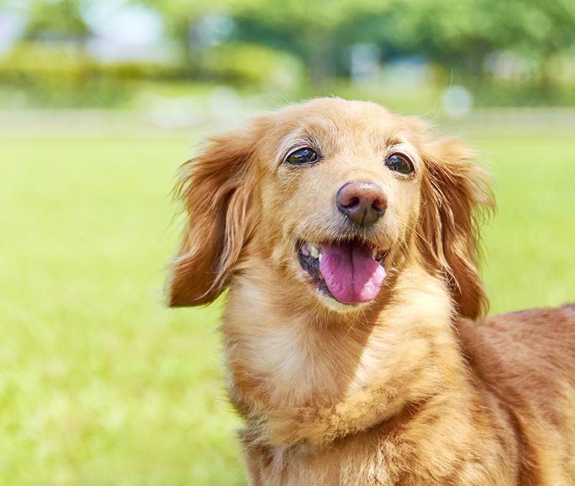 千葉市蘇我で犬 猫 うさぎ ハムスターの動物病院 おに動物病院