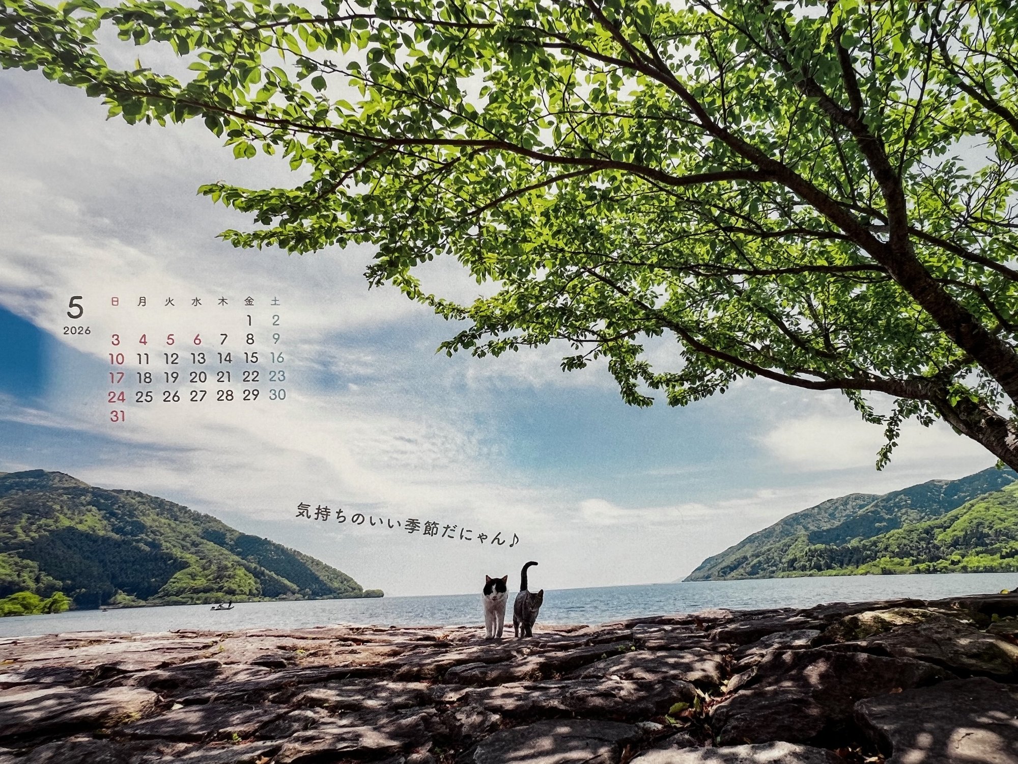 サムネイル画像